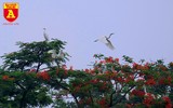 Ngắm đảo cò Hưng Yên mùa phượng vỹ